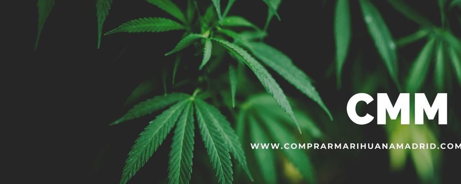 Comprar Marihuana THC Madrid – Tu tienda online en Madrid del mejor Cannabis y Hachis a domicilio Envios a toda Europa – Principal Whatsapp+34677084290 SIGNAL – yeffy (no english support) – Secundario AttCliente Whatsapp +527221018644 SIGNAL @cmmleomadrid.65 – Leo (English support) – panterarosa1772@gmail.com – Threema: JHXT6HHA
